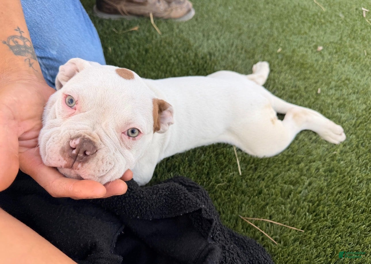 American Bulldog dogs American Bulldog Puppy 6 - Ad 2