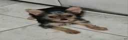 Yorkshire Terrier dogs for sale: Mouse CKC - Ad 5