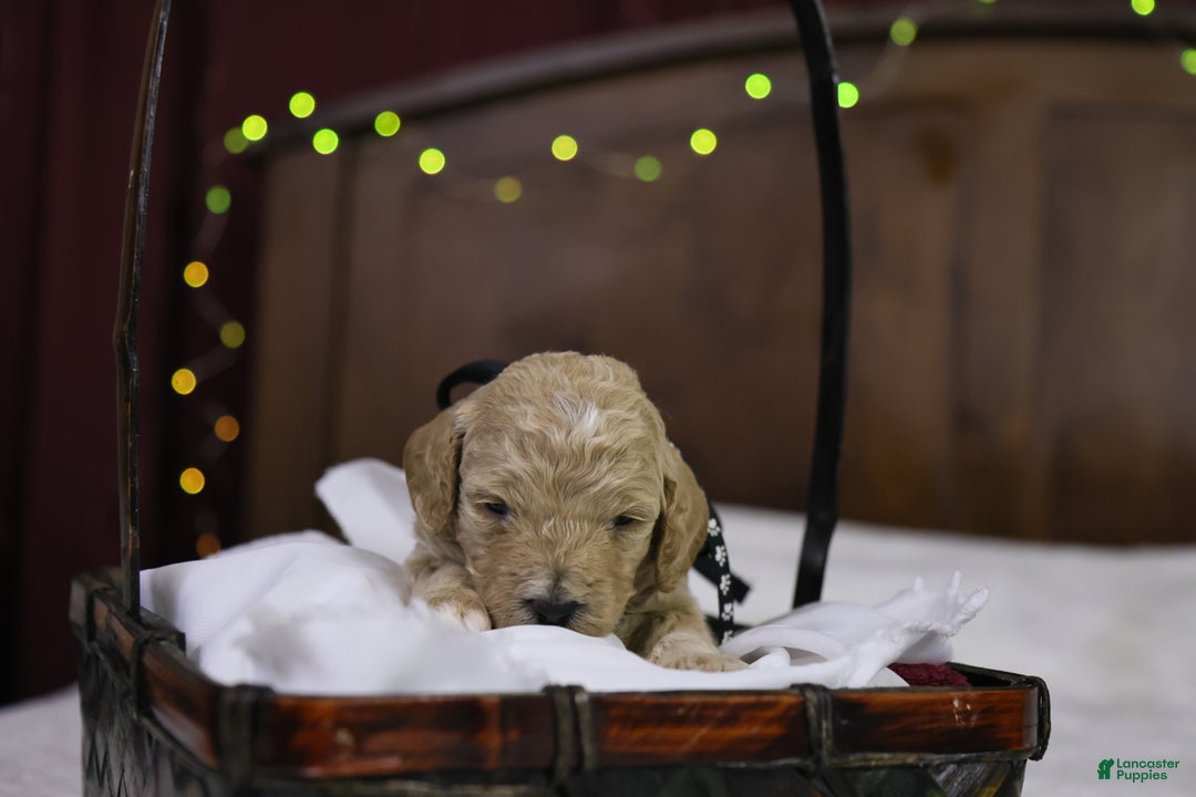 Goldendoodle dogs for sale: Charlie - Ad 2