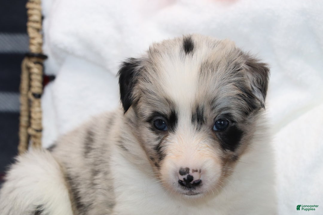 Border Collie dogs for sale:  molly - Ad 6