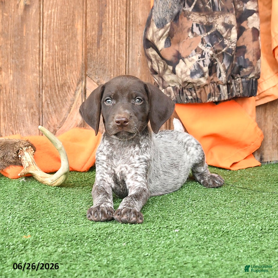 German Shorthaired Pointer dogs Satallite - Ad 1