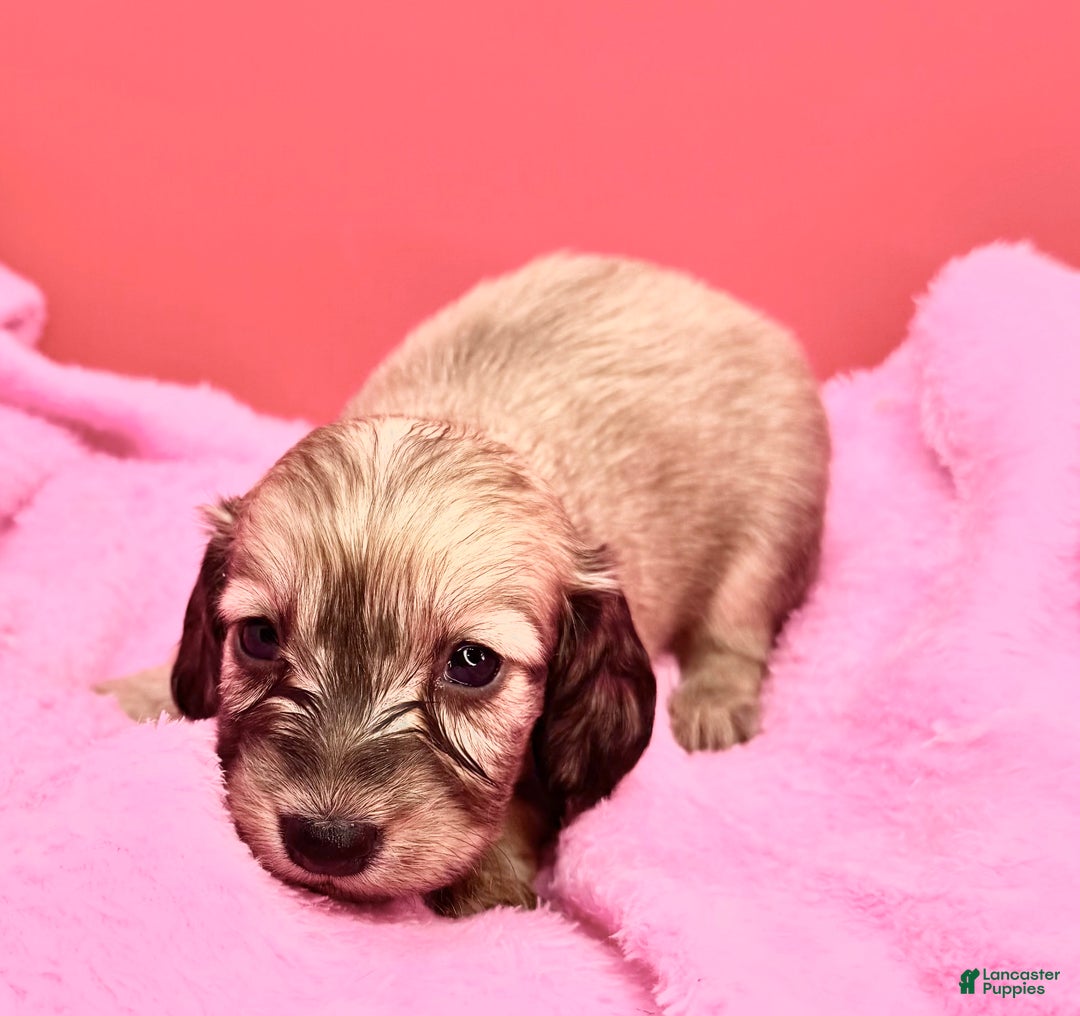 Miniature Dachshund dogs for sale: Cream girl - Ad 2