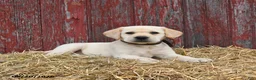 Labrador Retriever dogs for sale: Buddy - Ad 1
