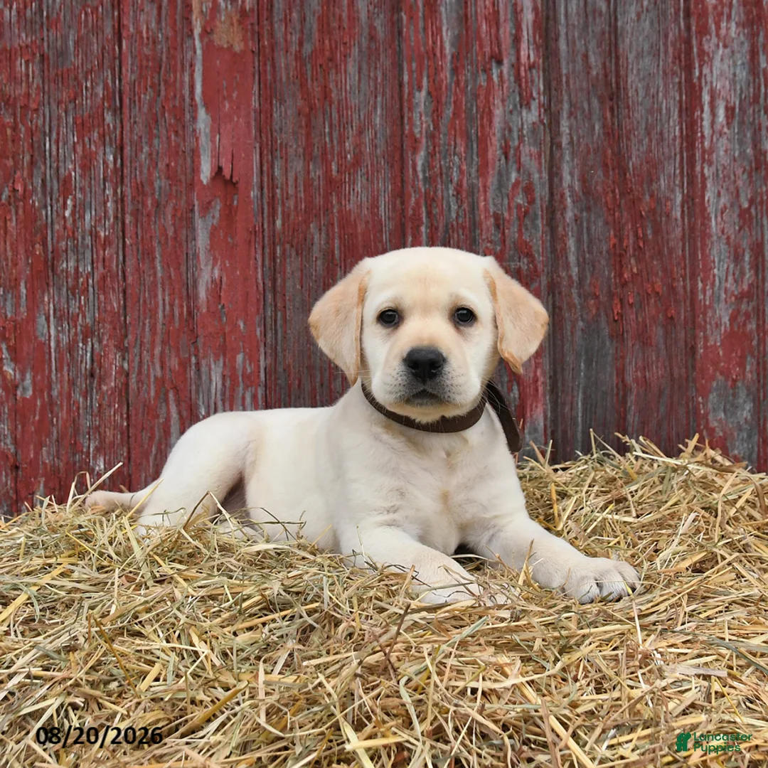 Labrador Retriever dogs for sale: Buddy - Ad 1