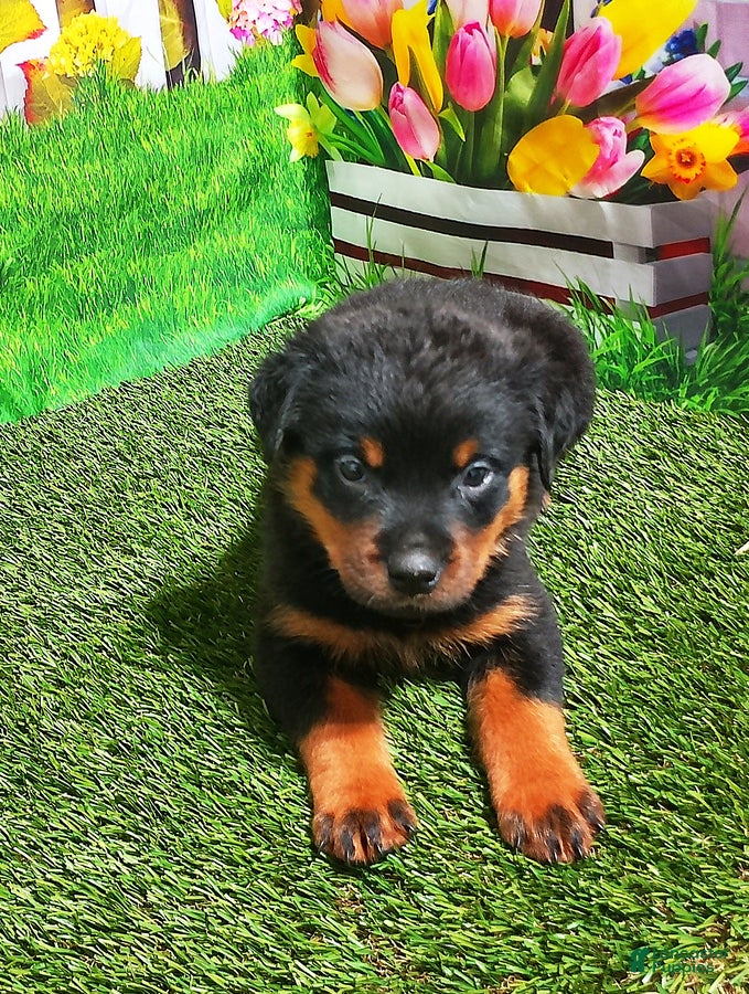 Rottweiler dogs Moose - Ad 1