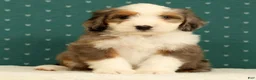Mini Bernedoodle dogs for sale: Oakley - Ad 7