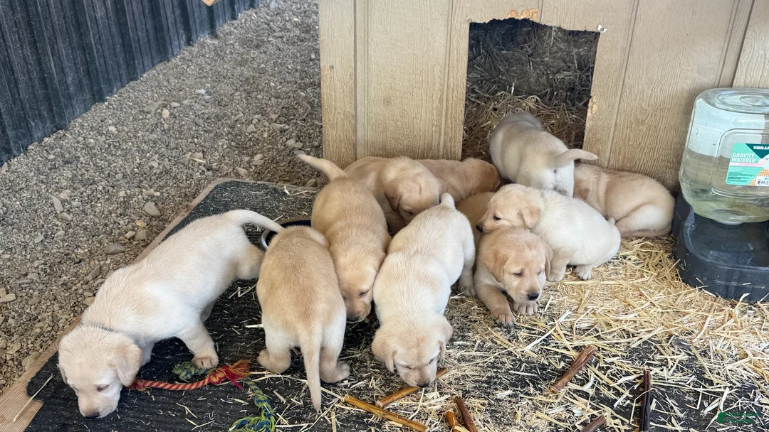 Labrador Retriever dogs for sale: Labrador Retriever 2 - Ad 5