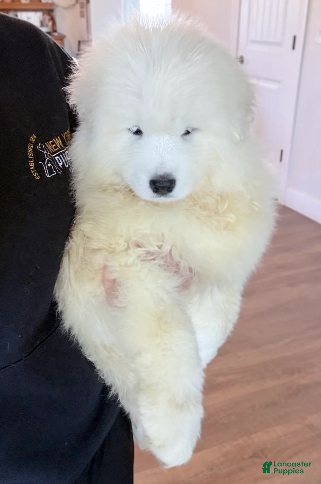 Samoyed dogs for sale: Diesel  - Ad 2