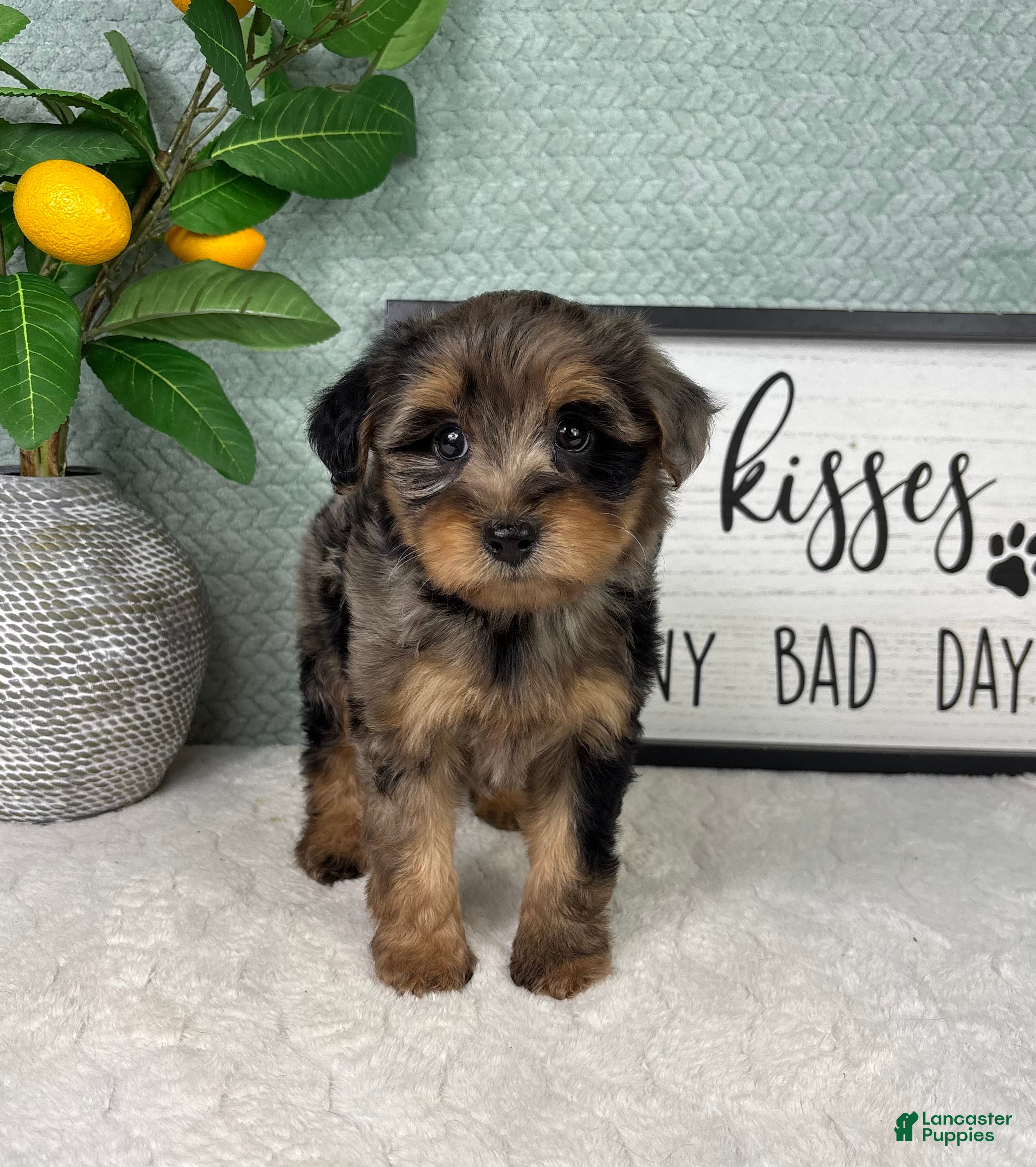 Yorkiepoo dogs Parker - Ad 40
