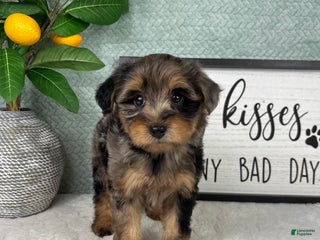 Yorkiepoo dogs Parker - Ad 40