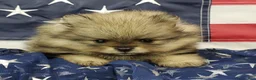 Pomeranian dogs for sale: Jolee - Ad 4