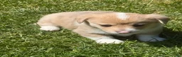 Welsh Corgi Pembroke dogs for sale: Welsh Corgi Pembroke 2 - Ad 23
