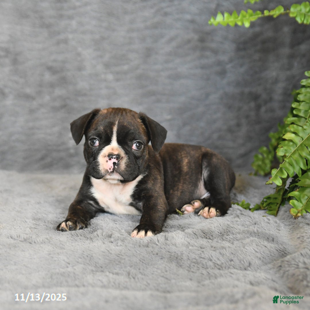 Frenchton dogs for sale: Buddy - Ad 6