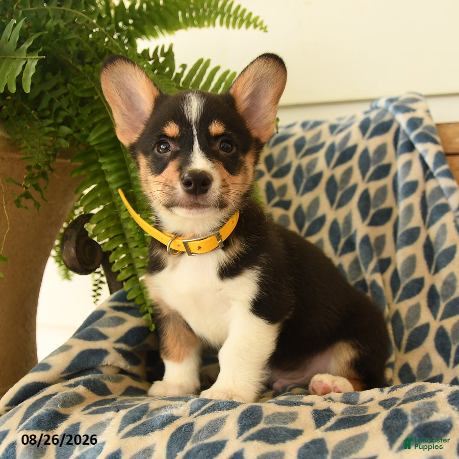 Welsh Corgi Pembroke dogs Scooter - Ad 1