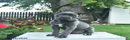 Cane Corso dogs for sale: Dahlia  - Ad 1