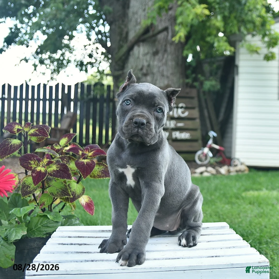Cane Corso dogs for sale: Dahlia  - Ad 1