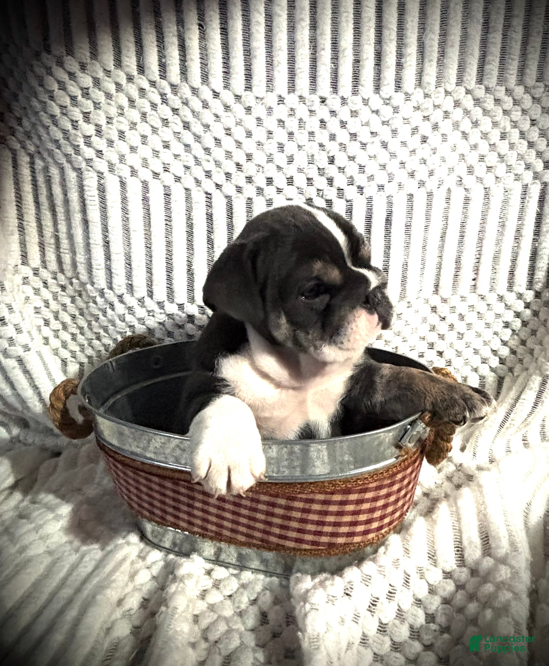 English Bulldog dogs for sale: Ivy - Ad 2