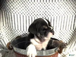 English Bulldog dogs for sale: Ivy - Ad 2