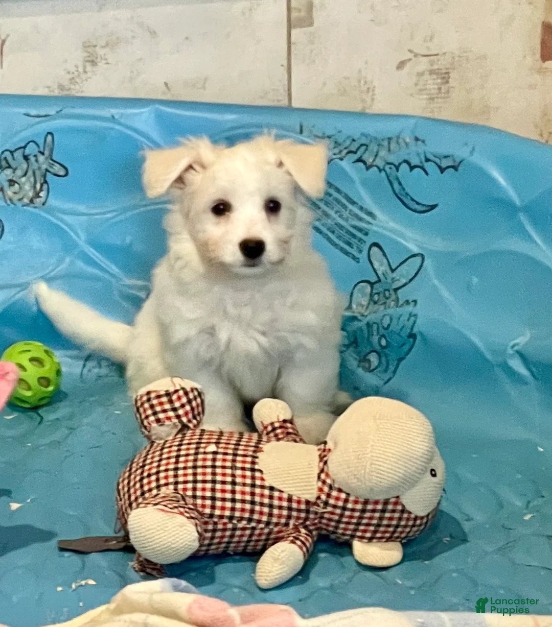 Mixed Breed dogs for sale: Shawn - Ad 19