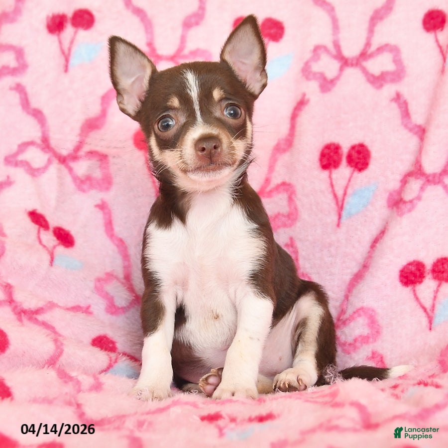 Chihuahua dogs Joelle - Ad 2