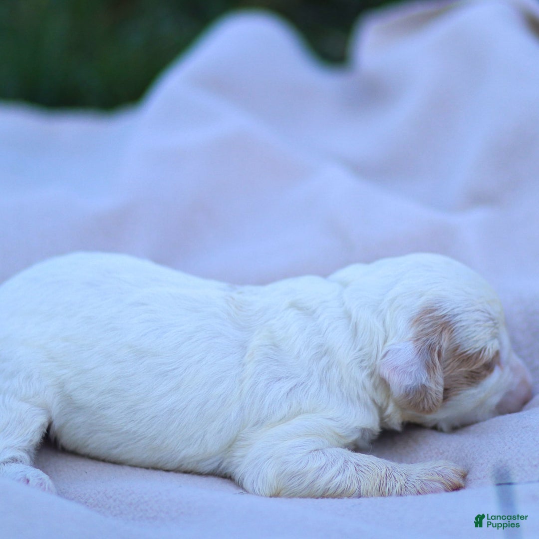 Goldendoodle dogs for sale: Odette - Ad 18