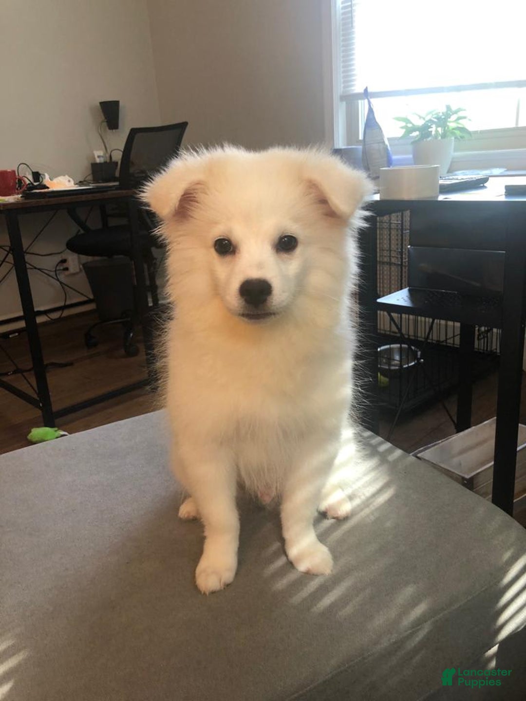 Gallery Image {{count}}