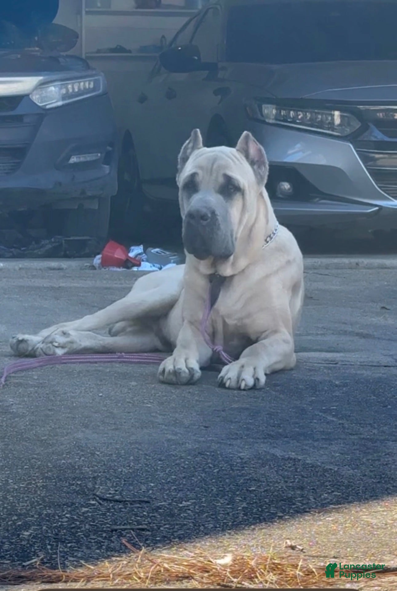Cane Corso dogs for sale: Cojuh💛 - Ad 2