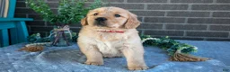 Golden Retriever dogs for sale: Phoenix - Ad 3