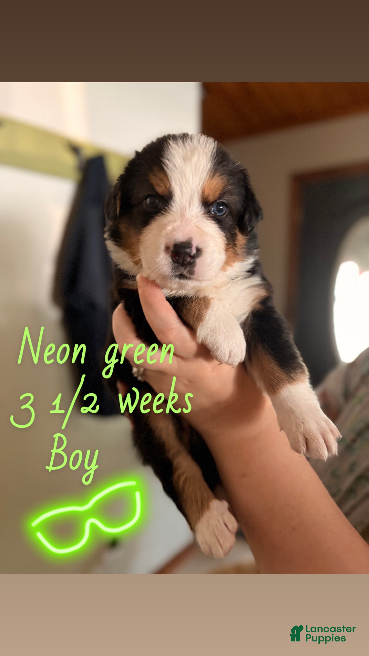 Mixed Breed dogs Neon green - Ad 33
