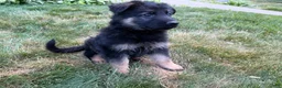 German Shepherd dogs for sale: Milo  - Ad 2