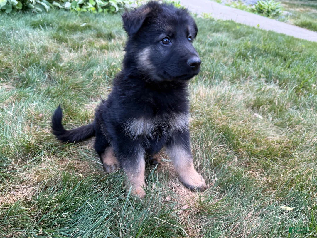 German Shepherd dogs for sale: Milo  - Ad 2