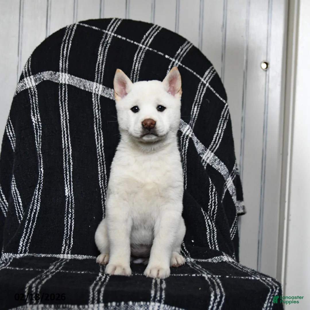 Shiba Inu dogs for sale: Starlight - Ad 7