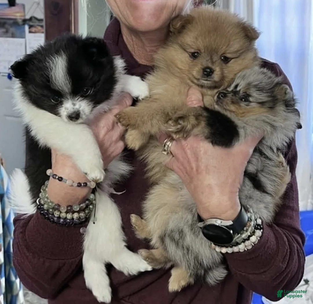 Pomeranian dogs for sale: Lily - Ad 1