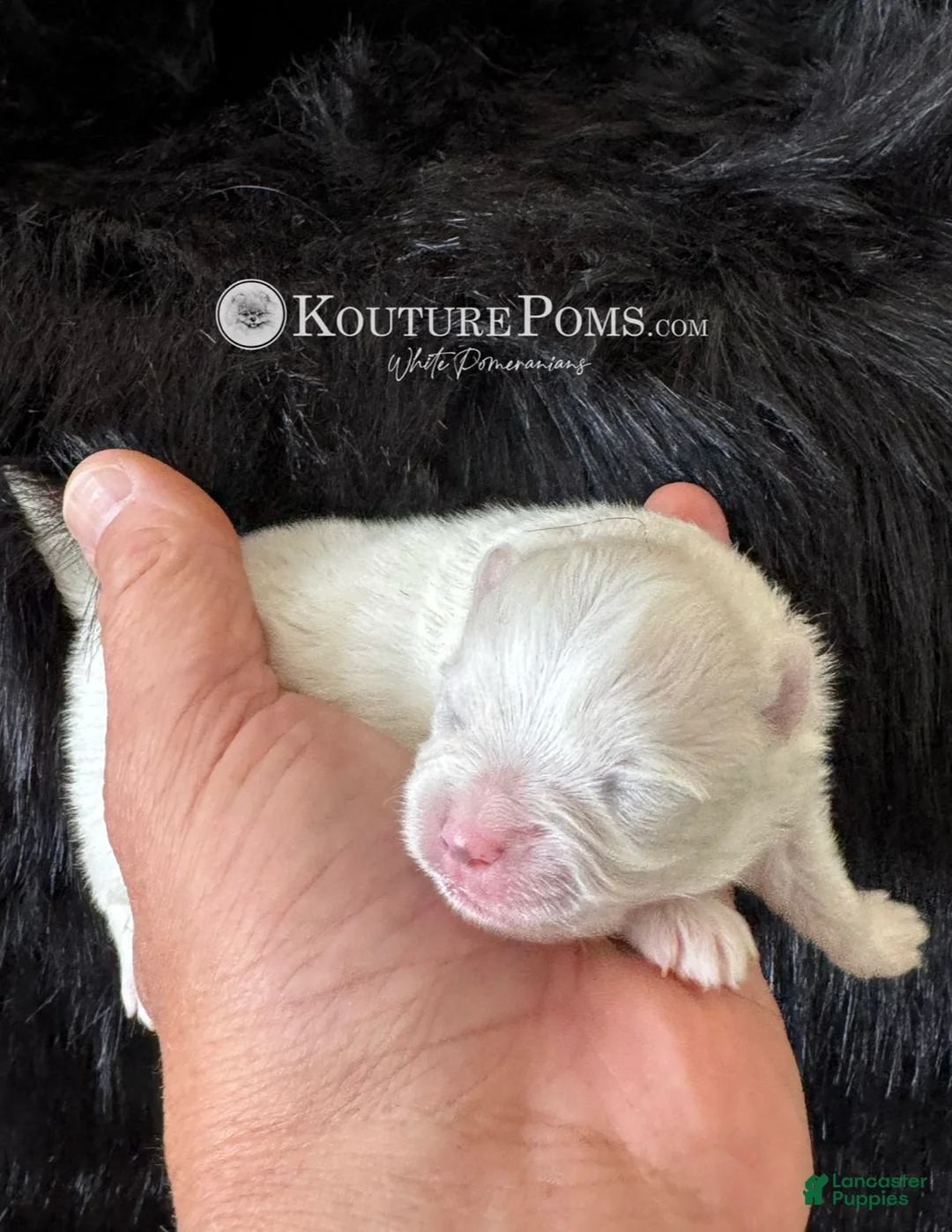 Pomeranian dogs for sale: Diana - Ad 2