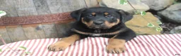 Mixed Breed dogs for sale: Raven - Ad 5