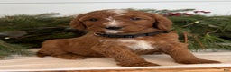 Irish Doodle dogs for sale: Holly - Ad 13