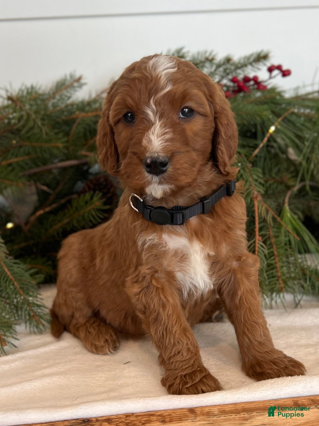 Irish Doodle dogs for sale: Holly - Ad 13