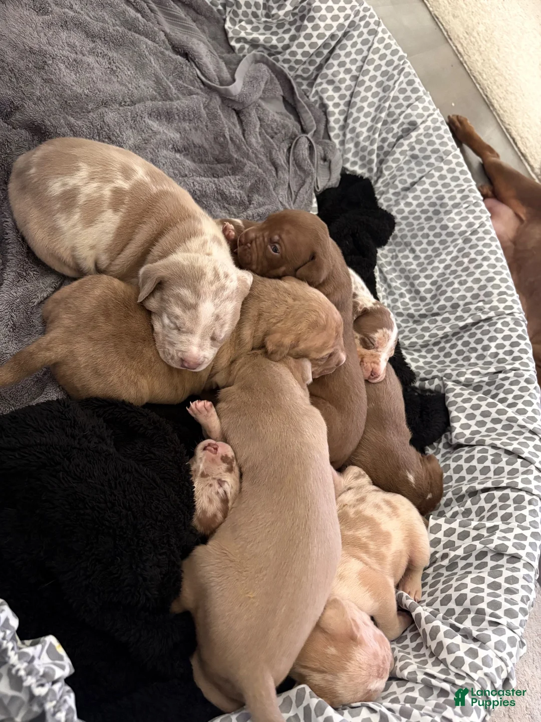 American Bully dogs for sale: American XL Bully 3 - Ad 4