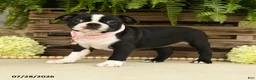 Boston Terrier dogs for sale: Tina - Ad 4