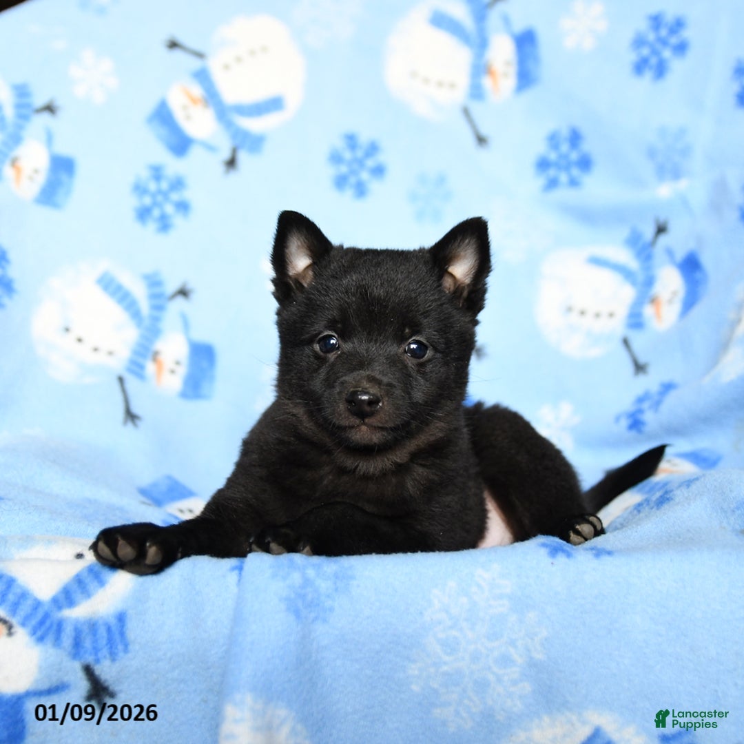 Schipperke dogs for sale: Rookie - Ad 2