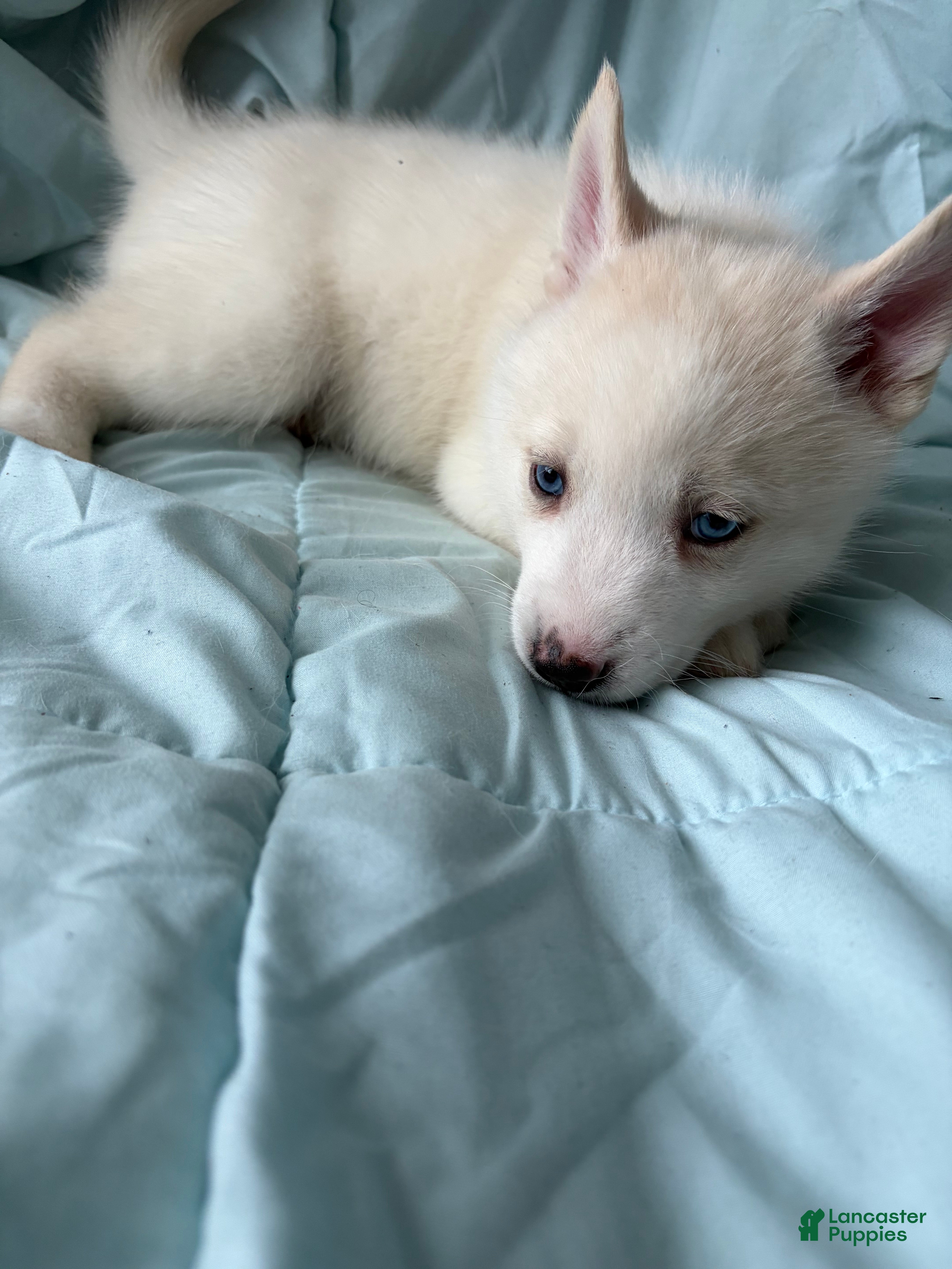 Pomsky dogs Blizzard  - Ad 2