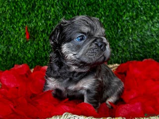 French Bulldog dogs TWINKLE - Ad 9