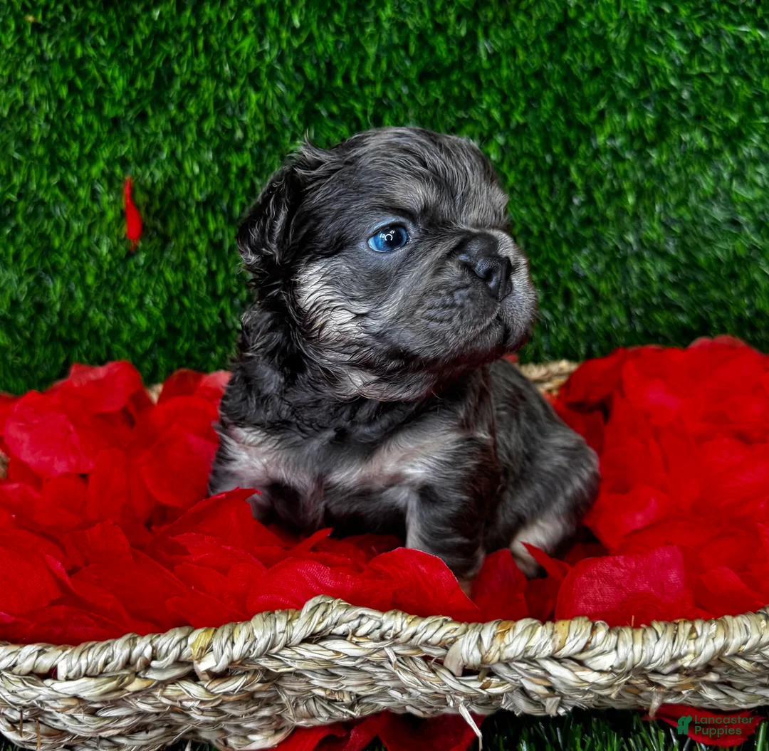 French Bulldog dogs for sale: TWINKLE - Ad 1