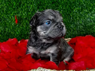 French Bulldog dogs TWINKLE - Ad 26