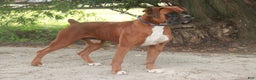 Boxer dogs for sale: Tracy - Ad 9