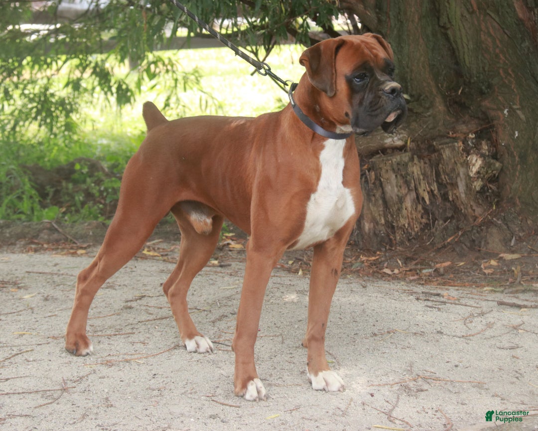 Boxer dogs for sale: Tracy - Ad 9
