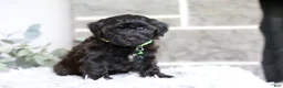 Yorkiepoo dogs for sale: Charlie  - Ad 11