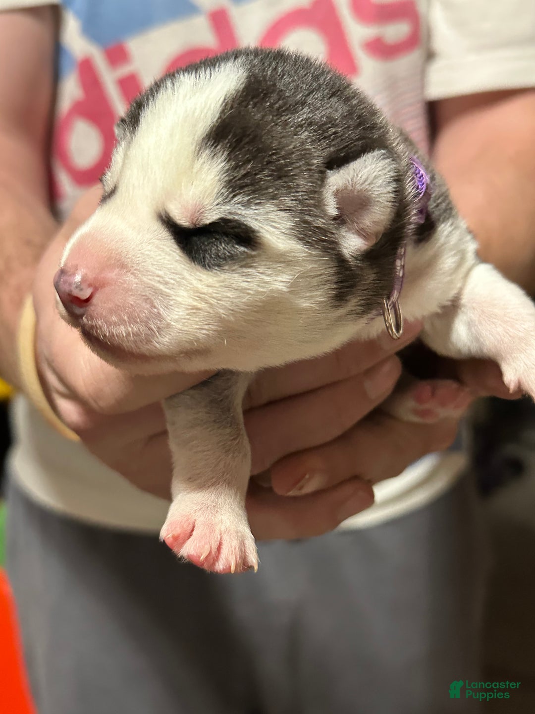 Siberian Husky dogs for sale: Siberian Husky Puppy 1 - Ad 5
