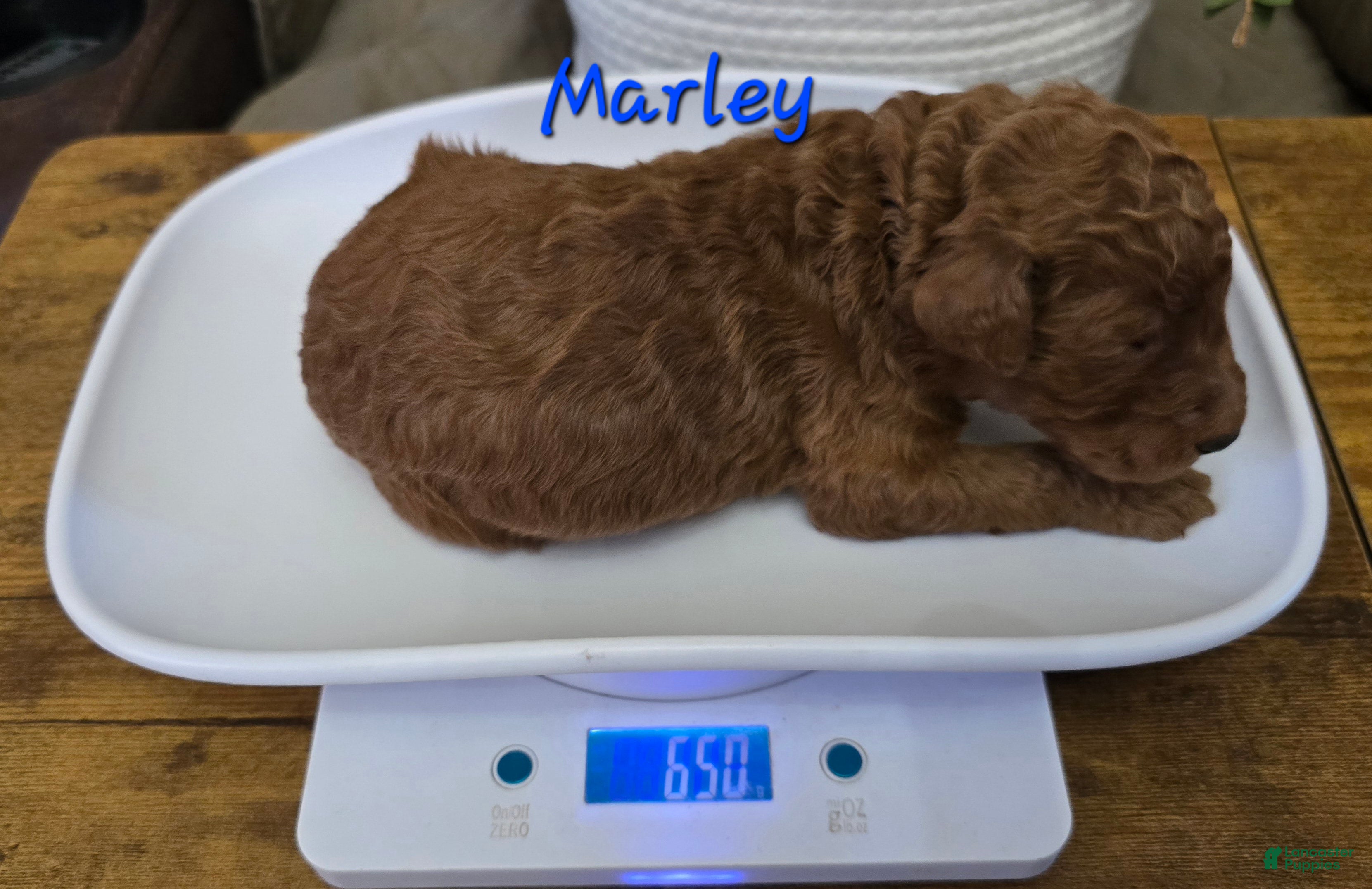 Goldendoodle dogs Goldendoodle Puppy 6 - Ad 22