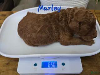 Goldendoodle dogs Goldendoodle Puppy 6 - Ad 22